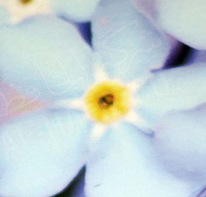 تنقش خلفية الزهور